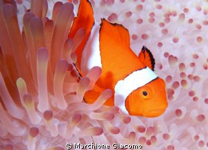 Clown
Nikon D200,60 micro,twin strobo
Wakatobi by Marchione Giacomo 